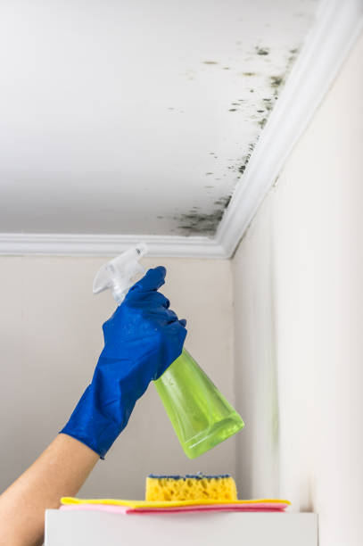 Best Industrial Mold Remediation in Oakland, MO